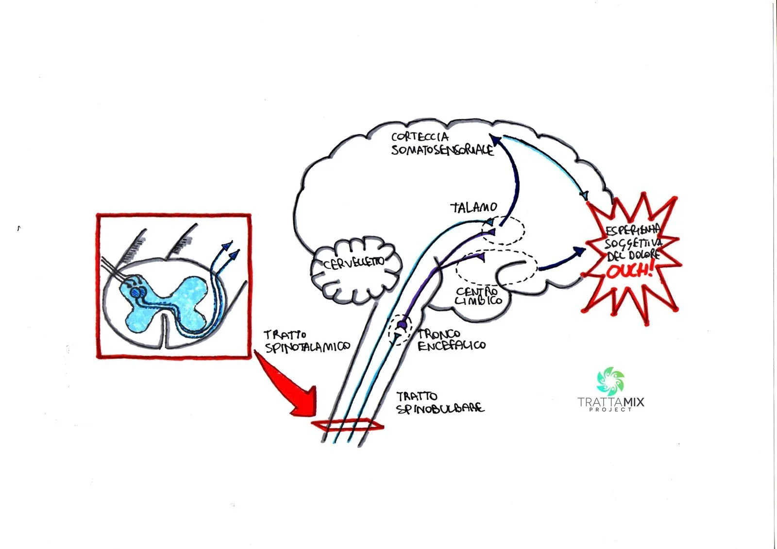 Fibromialgia sintomi neurologici – Studio TrattaMIX