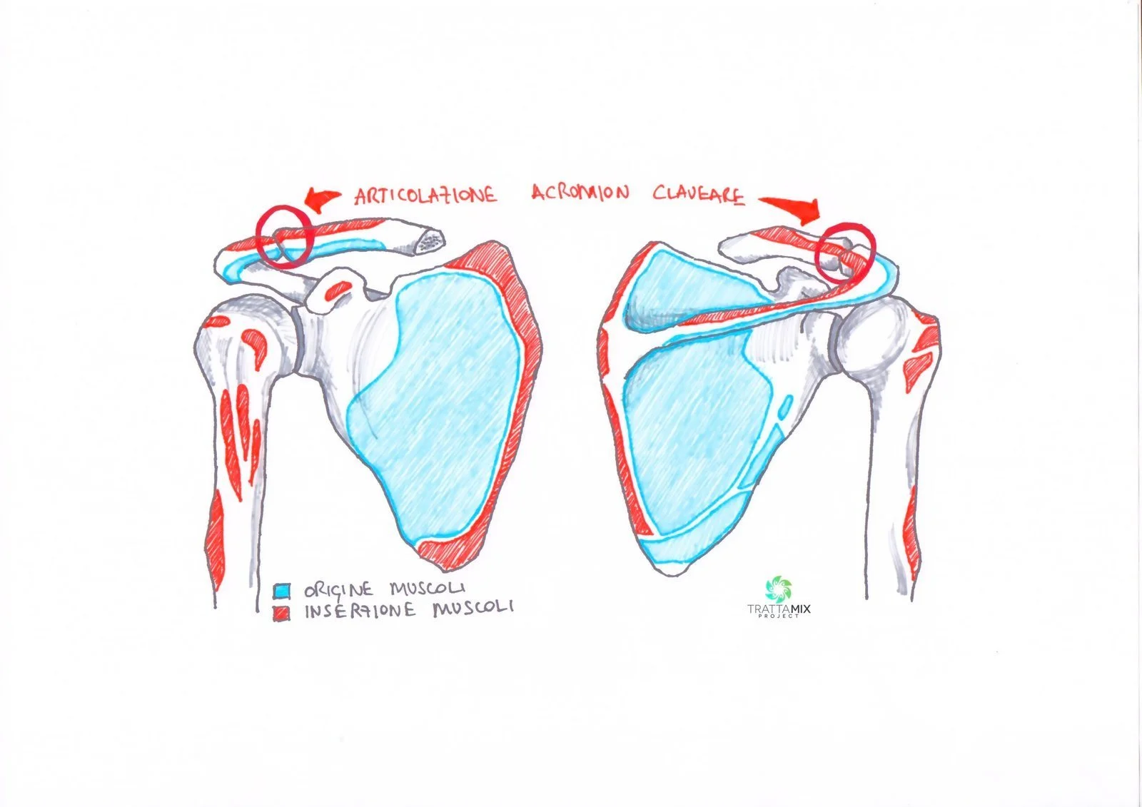 Fibro artrosi acromion claveare – VIDEO autotrattamento