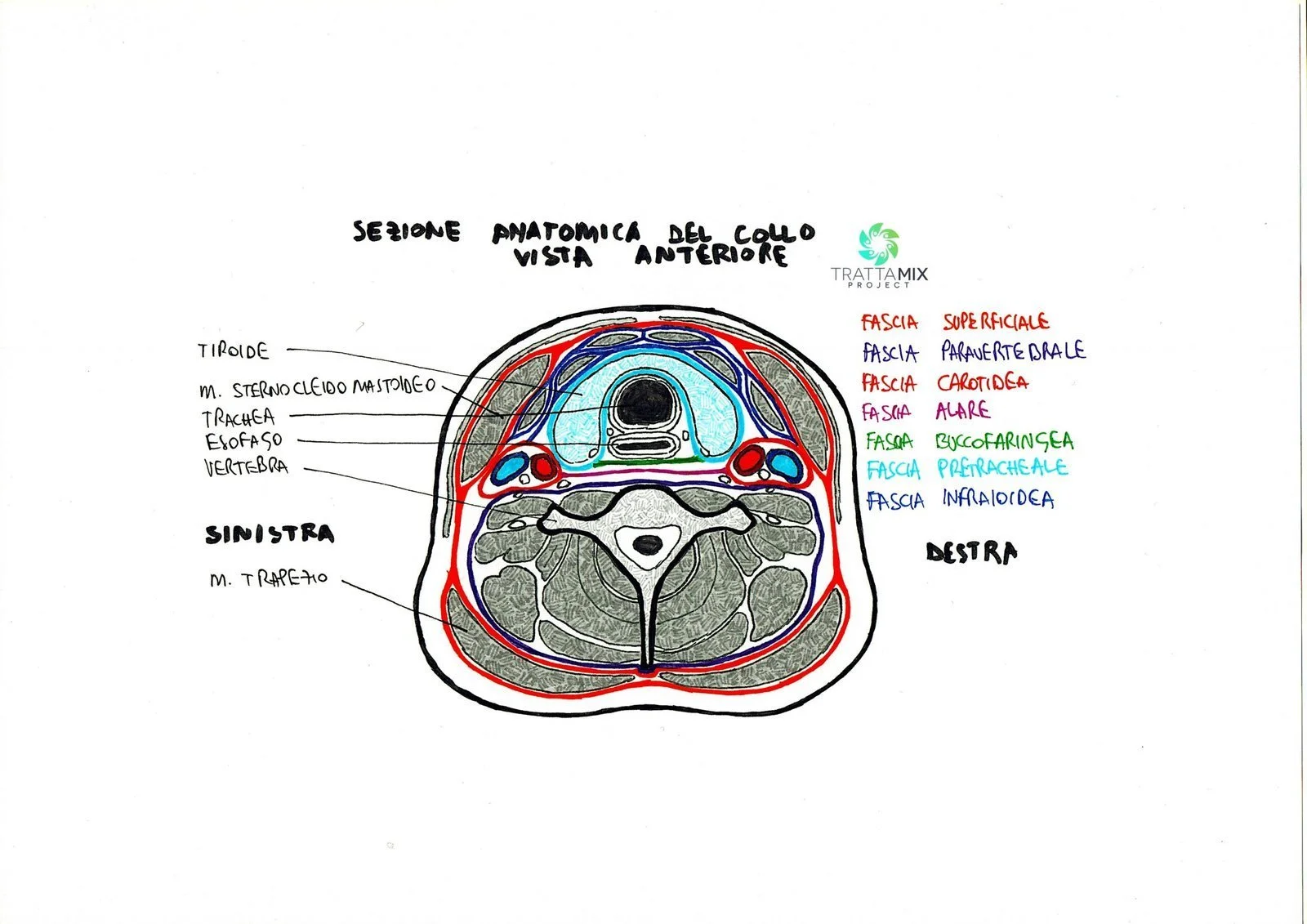 Cervicale rimedio – VIDEO TUTORIAL AUTOMASSAGGIO – TrattaMIX
